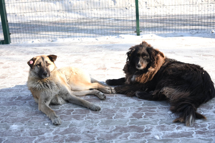 За два дня февраля в Свободном отловили столько же собак, сколько за весь январь