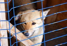 Отловленных в Свободном безнадзорных собак будут отправлять в шимановский приют