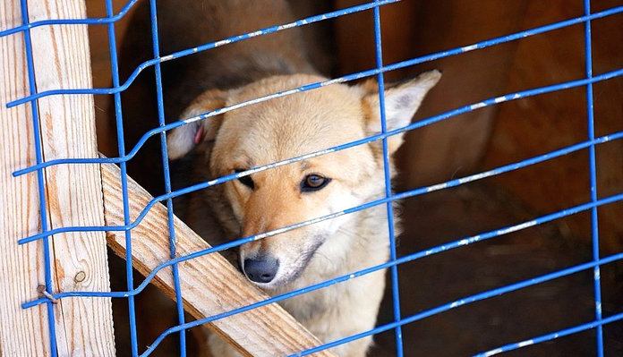 Отловленных в Свободном безнадзорных собак будут отправлять в шимановский приют