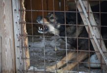 Случай бешенства у собаки выявлен в Свободненском районе
