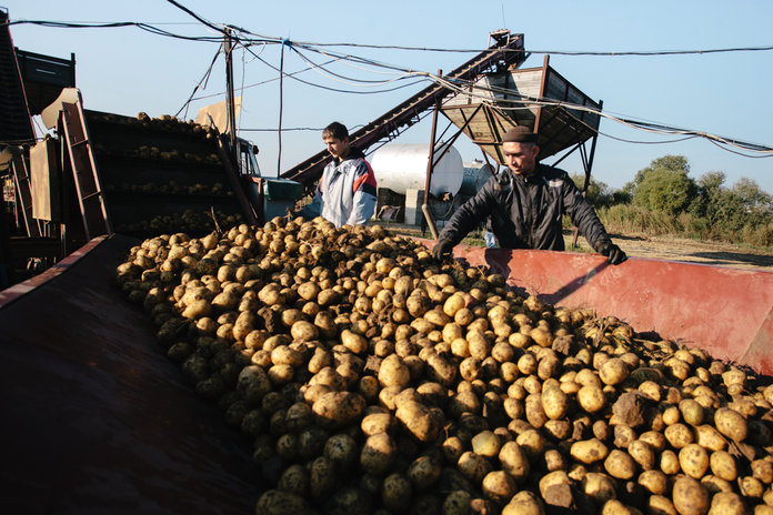 Фермерам предлагают накормить амурчан местной картошкой
