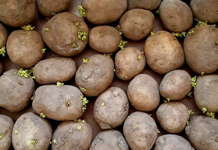 Дачный сезон. Как подготовить клубни картофеля к посадке?