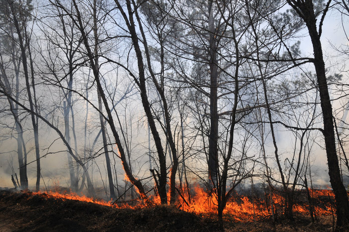 Штрафы и уголовная ответственность грозят нарушителям особого противопожарного режима в лесах