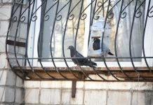 Обитающие на соседском балконе голуби стали проблемой для жителей многоэтажки в Свободном