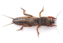 Что важно знать о насекомых-вредителях: капустянка, или крот-сверчок