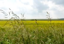 Губернатор Василий Орлов: «Развитие бизнеса в Приамурье не должно нарушать закон о землепользовании»