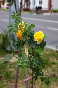 Этим летом Свободный украсили розы вдоль тротуара и новые арт-объекты