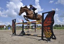 В амурской столице проходят межрегиональные соревнования по конному спорту