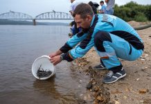 Амурский ГХК выпустил в реку Зея более 6,5 тысяч мальков осетра