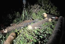 Охотинспекторы обнаружили в Свободненском районе «чёрных лесорубов»