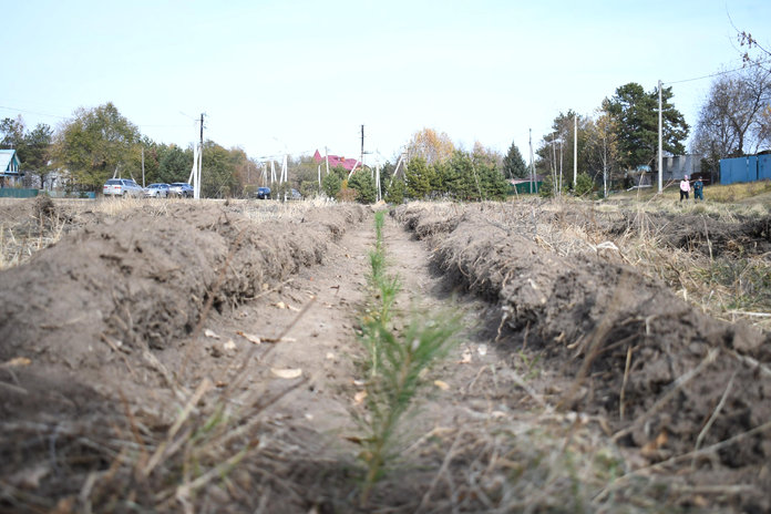 С 8 сентября в Амурской области стартует всероссийская акция «Сохраним лес»