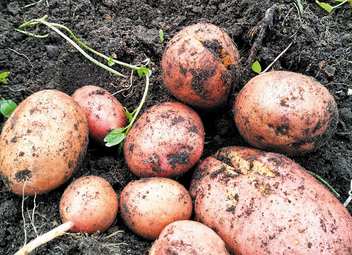 5 обязательных шагов, чтобы картофель хранился долго и качественно