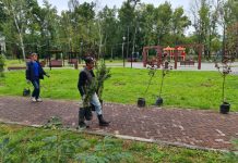 Общественные территории Свободного украсят молодые деревья и кустарники