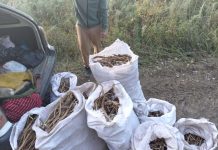 Нелегальных собирателей редких растений задержали в Приамурье
