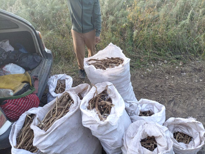 Нелегальных собирателей редких растений задержали в Приамурье