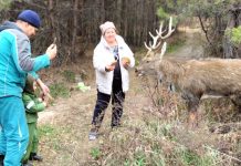 В Свободненском районе идёт операция по спасению пятнистого оленя