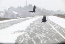 На дорогах возможна гололедица и снежный накат: в Приамурье приходит зима