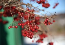 Декабрь в Приамурье начнётся с небольшого ослабления морозов
