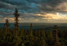 Губернатор Василий Орлов: «В этом году на восстановление амурских лесов выделено более 65 миллионов рублей»