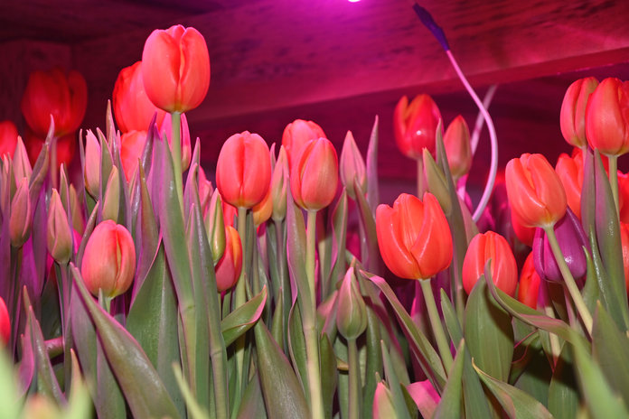 Роскошные тюльпаны к женскому празднику вырастили в Свободном