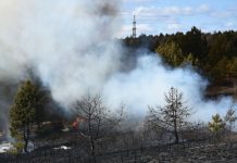 Свободненцев просят ограничить посещение лесов в пожароопасный сезон