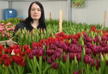 Роскошные тюльпаны к женскому празднику вырастили в Свободном