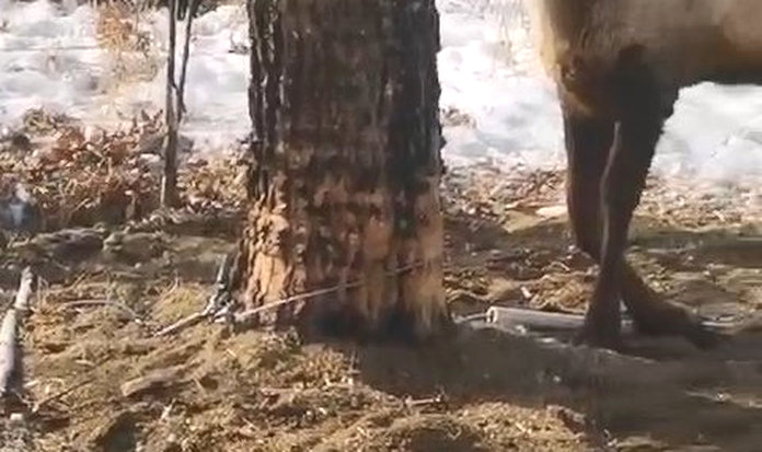 Попавшего в браконьерскую петлю изюбря спасли в Иверском заказнике Свободненского района