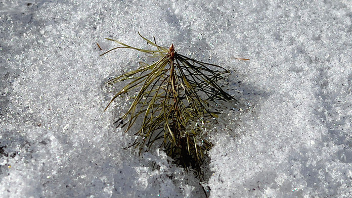 На экотропе Амурского ГХК в дендрарии Свободного молодые сосны тянутся из-под снега к весеннему солнцу!