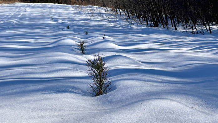 На экотропе Амурского ГХК в дендрарии Свободного молодые сосны тянутся из-под снега к весеннему солнцу!
