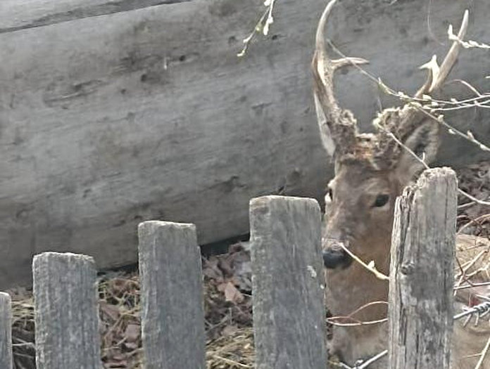 Крупный самец косули с шикарными рогами забежал в огород жителя Свободного