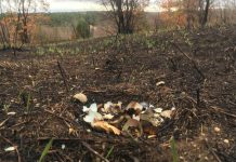В Свободненском районе из-за палов гибнут фазаньи кладки