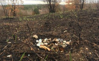 В Свободненском районе из-за палов гибнут фазаньи кладки